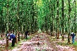 Tin Gia Lai: Giải pháp ổn định sản xuất cây cao su